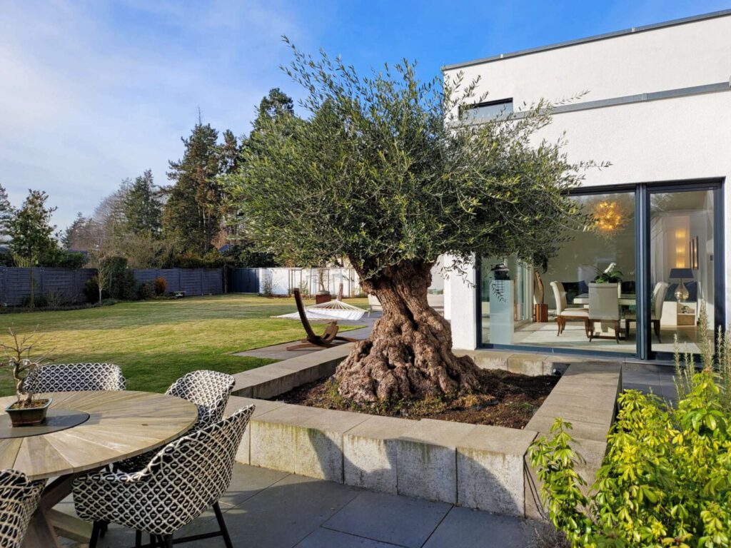 Terrasse mit Olivenbaum